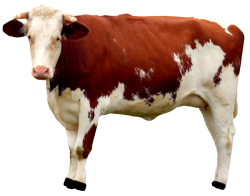 Il Gruppo Cremonini, attraverso INALCA, è leader assoluto in Italia e uno dei maggiori player europei nel settore delle carni bovine, detiene la leadership in Italia nella produzione di hamburger ed è il più grande produttore italiano di carni in scatola.