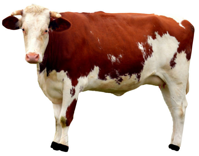 cow_PNG50628